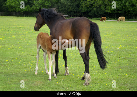 New Forest Pony Fohlen Spanferkel New Forest Sommer Stockfoto