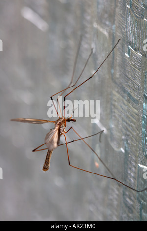 Crane Fly Tipula Oleracea cornwall Stockfoto