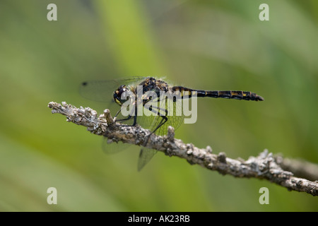 Darter Libelle Sympetrum Danae Sommer Cornwall schwarz Stockfoto