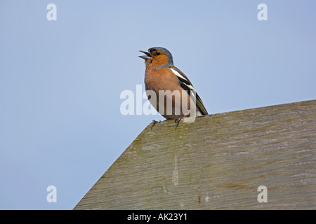 Buchfink Fringilla Coelebs männlichen Gesang auf einer Dach-Cornwall-Feder Stockfoto