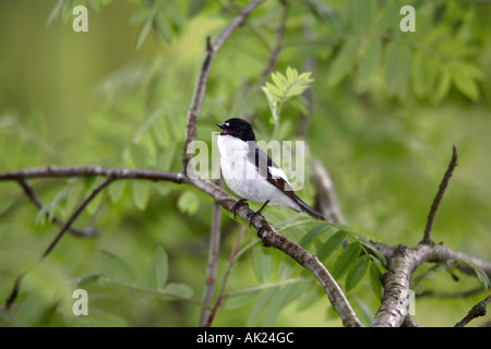 pied Flycatcher Ficedula Hypoleuca männlich in Song-wales Stockfoto