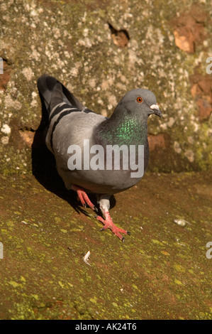 wilde Taube Columba Livia auf der Hafenmauer Watchet Somerset Stockfoto
