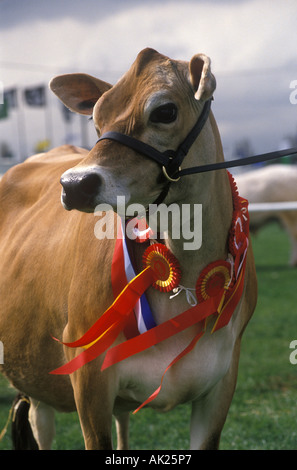 Preiscow, County Show 1990s. Newark, Nottinghamshire, England, trägt Rosetten, um seine beste in der Rasse zu zeigen. 90er HOMER SYKES Stockfoto