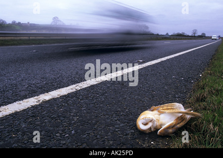 Schleiereule Tyto Alba tot an der Seite einer Straße A303 Stockfoto