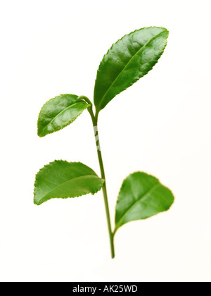 grüner Teeblatt Stockfoto