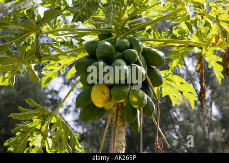 Carica Papaya.  Papaya Frucht am Baum in Indien Stockfoto