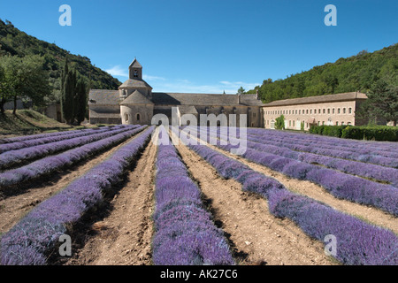 Lavendelfelder vor der Abbaye de Senanque, Provence, Frankreich Stockfoto