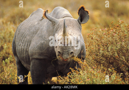 Botswana. Tierwelt. Schwarzes Nashorn. (Diceros bicornis) Stockfoto