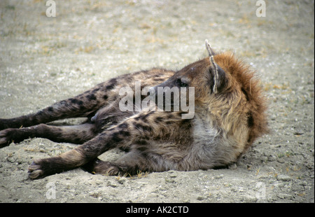 Gefleckte Hyäne erschossen in Ngorongoro Conservation Area, Tansania Stockfoto