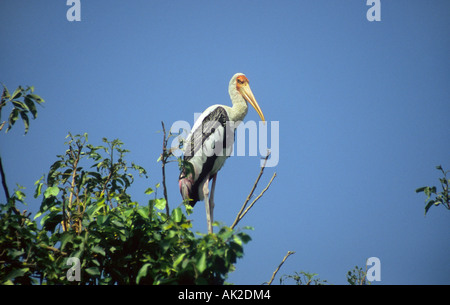 Bemalte Storch im Vogelschutzgebiet Ranganthitto, in der Nähe von Mysore, Karnataka, Indien Stockfoto