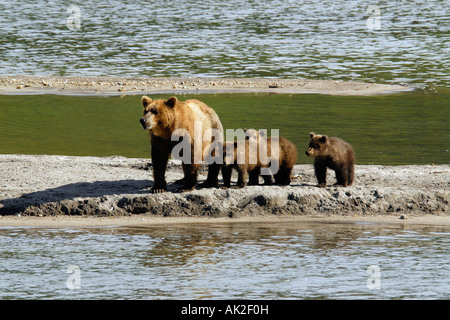 Kamtschatka Braunbär Stockfoto