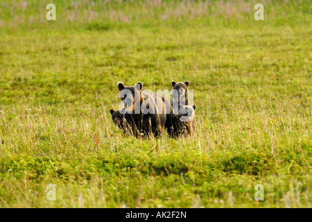 Kamtschatka Braunbär Stockfoto