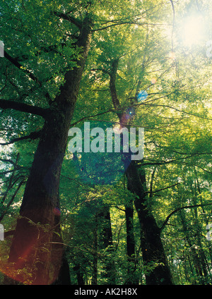 Woodland in summer, Tree tops, New Zealand, Stockfoto