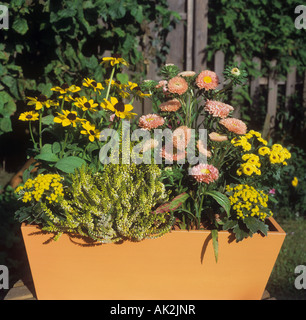 verschiedene Blumen in Blumentopf Stockfoto