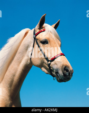 Outdoor-Nahaufnahme von Vollblut Palomino Pferdekopf. Stockfoto