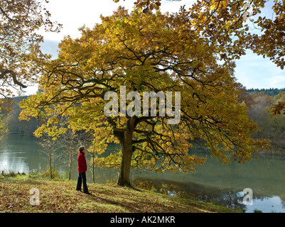 FRAU WALKER HERBST ROYAL FOREST OF DEAN GLOUCESTERSHIRE Stockfoto