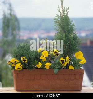 verschiedene Pflanzen in Blumentopf Stockfoto