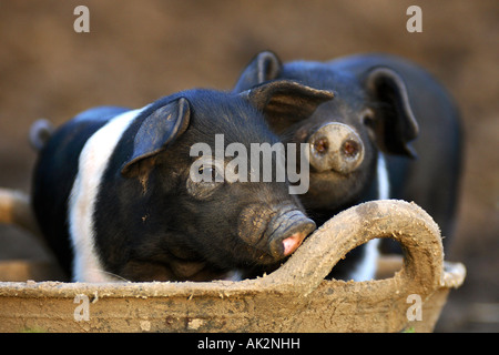 Freerange britische Saddleback Ferkel - Oxfordshire, Vereinigtes Königreich Stockfoto