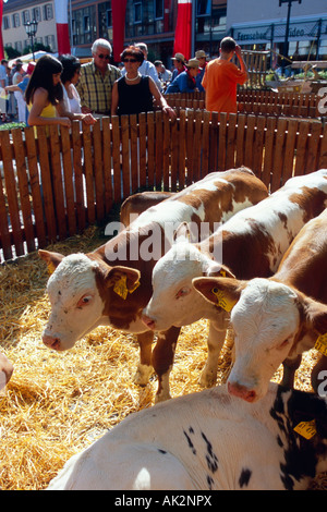 Rinder / Bad Saulgau Stockfoto