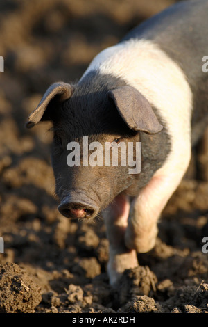 Freerange britische Saddleback Ferkel - Oxfordshire, Vereinigtes Königreich Stockfoto