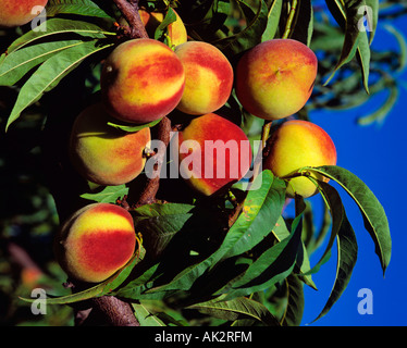 Pfirsichbaum Stockfoto