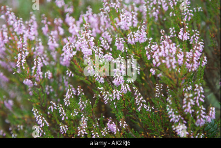 Selektiven Fokus Nahaufnahme von Heidekraut Pflanze in Blüte Stockfoto