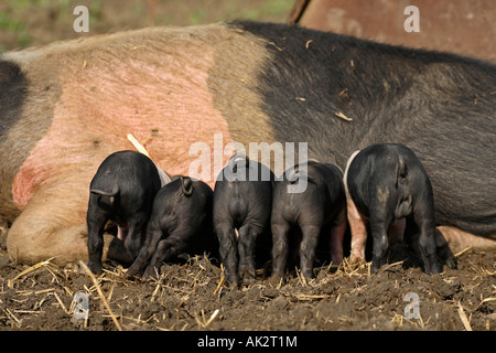 Freerange britische Saddleback Ferkel füttern - Oxfordshire, Vereinigtes Königreich Stockfoto