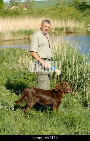 Deutsch Langhaar Zeiger Stockfoto