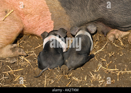 Freerange britische Saddleback Ferkel füttern - Oxfordshire, Vereinigtes Königreich Stockfoto