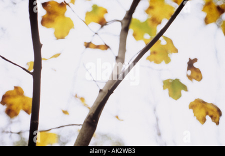 Die letzten Blätter im Herbst von einer Platane oder großen Flugzeug oder Ahorn oder Acer pseudoplatanus Stockfoto