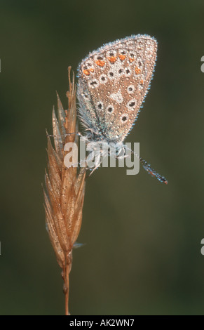 Gemeinsamen blauer Schmetterling (Polyommatus Icarus) Stockfoto