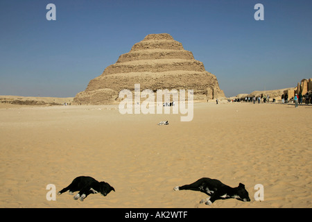 Drei streunende Hunden liegen in der Sonne vor dem Schritt Pyramide des Djoser (Zoser), Sakkara, Ägypten Stockfoto