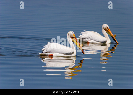 Ein paar amerikanische weiße Pelikane Stockfoto