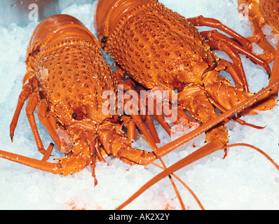 Australien. Sydney Fischmarkt. Stillleben. Essen. Australian Eastern Rock Hummer (Jasus verreauxi) auf Eis. Stockfoto