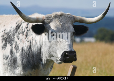 White Park Vieh auf Chatelherault Country Park in der Nähe von Hamilton, South Lanarkshire, Schottland Stockfoto