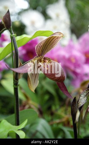 Nahaufnahme der Orchidee Blume in Flora-Pazifik-Japan Stockfoto