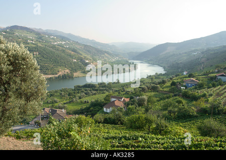 Weinberge in der Douro-Tal, Portugal Stockfoto