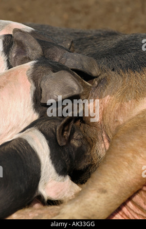 Freerange britische Saddleback Ferkel füttern - Oxfordshire, Vereinigtes Königreich Stockfoto