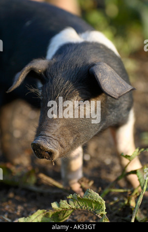 Freerange britische Saddleback Ferkel - Oxfordshire, Vereinigtes Königreich Stockfoto