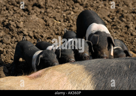 Freerange britische Saddleback Ferkel füttern - Oxfordshire, Vereinigtes Königreich Stockfoto