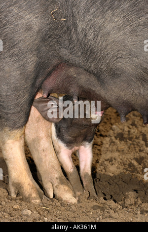 Freerange britische Saddleback Ferkel füttern - Oxfordshire, Vereinigtes Königreich Stockfoto