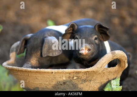 Freerange britische Saddleback Ferkel - Oxfordshire, Vereinigtes Königreich Stockfoto