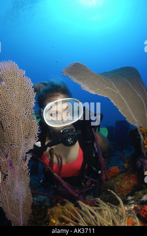 Frau Taucher in Korallen Badeanzug von Gorgonien auf schöne Wand Tauchplatz Stockfoto