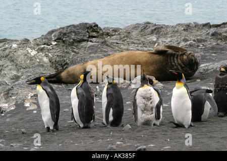 Selig schlafenden See-Elefanten Karkasse Insel in den Falkland-Inseln sind ein Lieblings Anblick mit Antarktis Kreuzfahrt-Passagiere Stockfoto