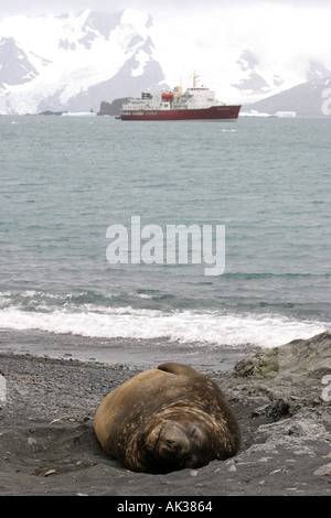 Selig schlafenden See-Elefanten Karkasse Insel in den Falkland-Inseln sind ein Lieblings Anblick mit Antarktis Kreuzfahrt-Passagiere Stockfoto