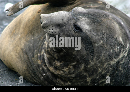 Selig schlafenden See-Elefanten Karkasse Insel in den Falkland-Inseln sind ein Lieblings Anblick mit Antarktis Kreuzfahrt-Passagiere Stockfoto