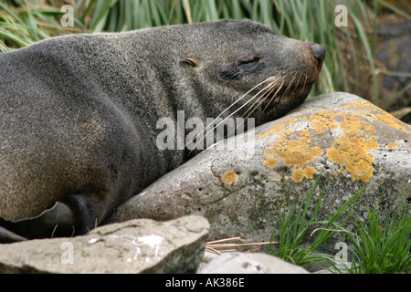 attraktive junge Seebär Pup auf die Karkasse Insel, Falkland-Inseln, Arctocephalus Australis Antarktis Stockfoto