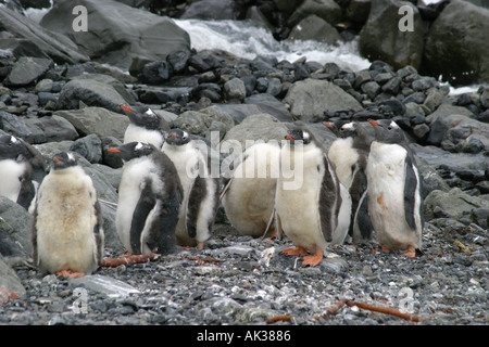 Gentoo Penguins, Pygoscelis Papua, genossen von Antarktis Kreuzfahrt Schiff Passagier Touristen auf Kadaver Insel auf den Falkland-Inseln Stockfoto