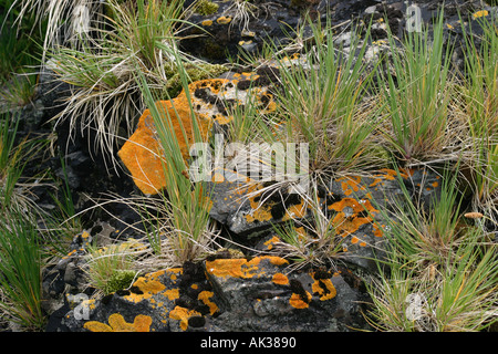 Schöne Moose und Flechten sind Teil des empfindlichen Ökosystems der Antarktis und unterliegen dem Verhaltenskodex des Besuchers Stockfoto
