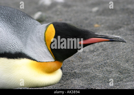 Hink Pinguine Rasse zu Tausenden an der St. Andrews Bay, Süd-Georgien, die größte Kolonie in der Welt Stockfoto